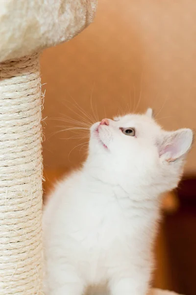 Schönes kleines Kätzchen weißer Farbe im Zimmer schaut sich um — Stockfoto