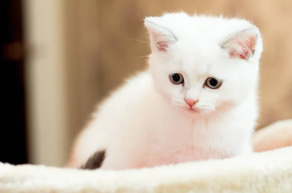 Beautiful little kitten of white color in the room looks around — Stock Photo, Image