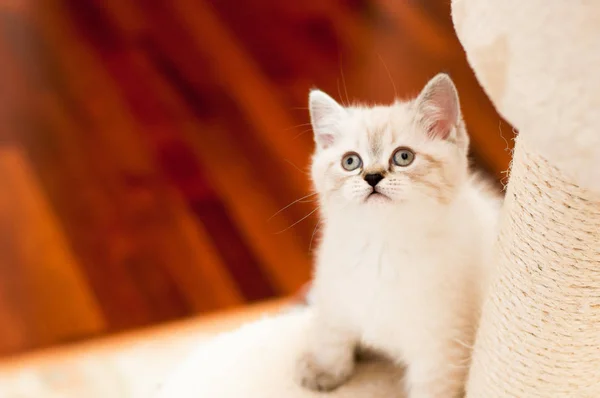Rozgląda się piękny mały kotek biały kolor w pokoju — Zdjęcie stockowe