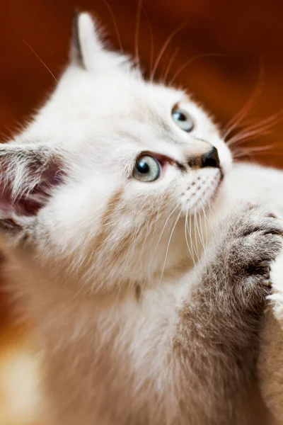 Красивый маленький котенок белого цвета в комнате оглядывается вокруг — стоковое фото
