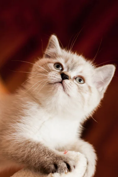 Gatinho pequeno bonito de cor branca no quarto olha em volta — Fotografia de Stock