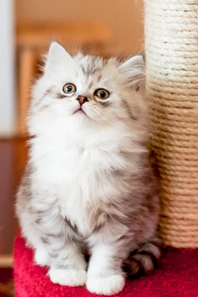 Un beau petit chaton moelleux à l'intérieur s'assoit et regarde de côté — Photo