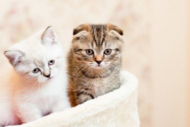 gri ve beyaz yavru kedi oturma ve poz