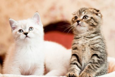 gri ve beyaz yavru kedi oturma ve poz