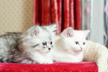 gri ve beyaz yavru kedi oturma ve poz