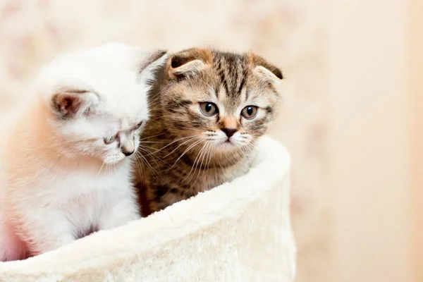 Harmaa ja valkoinen kissanpentu istuu ja poseeraa — kuvapankkivalokuva
