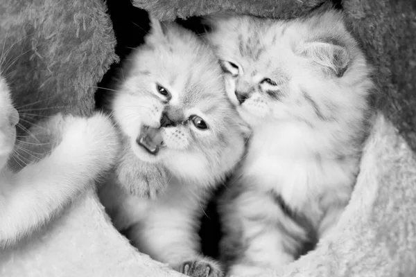 Twee kittens in huis — Stockfoto