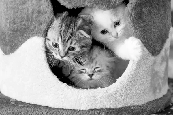 Drie kittens in huis — Stockfoto