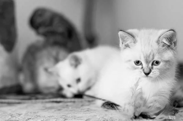 Два прекрасных котенка играют — стоковое фото