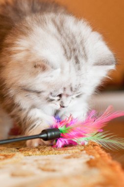 güzel küçük tüylü kedi kapalı