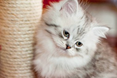 güzel küçük tüylü kedi kapalı