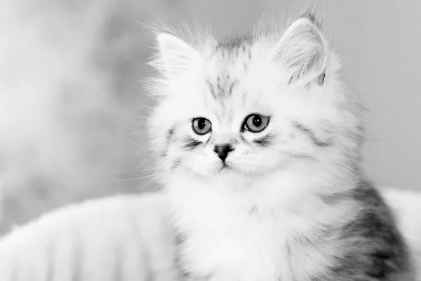 Beautiful kitten in the room — Stock Photo, Image