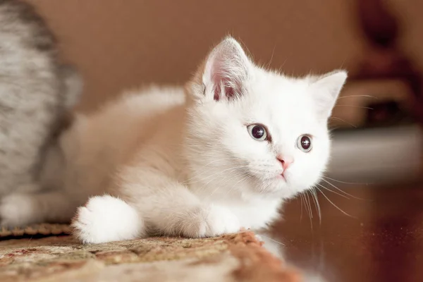 Piękny mały kotek kolor biały — Zdjęcie stockowe