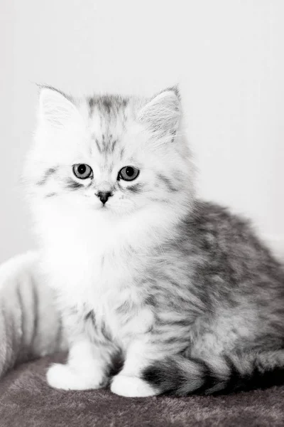 Beautiful kitten in the room — Stock Photo, Image