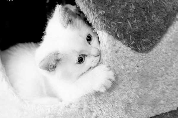객실에서 아름 다운 고양이 — 스톡 사진