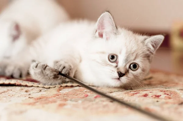Piękny mały kotek kolor biały — Zdjęcie stockowe