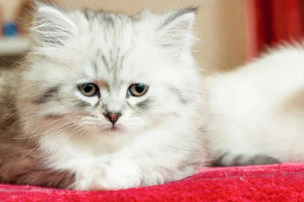 Красивый маленький пушистый котенок в помещении — стоковое фото