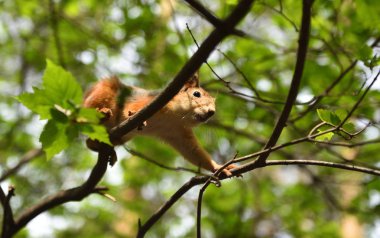 Kirmizi-kahverengi tüylü sincap besleme. Ağaç sincap fındık yemek. Onun gıda ile küçük kemirgen. Hafif Hareket Bulanıklığı.