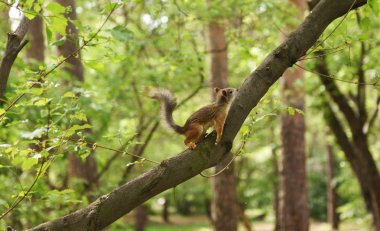 Kirmizi-kahverengi tüylü sincap besleme. Ağaç sincap fındık yemek. Onun gıda ile küçük kemirgen. Hafif Hareket Bulanıklığı.