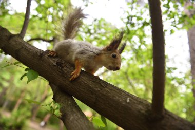Kirmizi-kahverengi tüylü sincap besleme. Ağaç sincap fındık yemek. Onun gıda ile küçük kemirgen. Hafif Hareket Bulanıklığı.