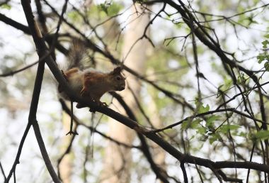 Kirmizi-kahverengi tüylü sincap besleme. Ağaç sincap fındık yemek. Onun gıda ile küçük kemirgen. Hafif Hareket Bulanıklığı.