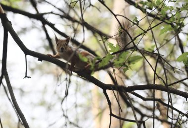 Kirmizi-kahverengi tüylü sincap besleme. Ağaç sincap fındık yemek. Onun gıda ile küçük kemirgen. Hafif Hareket Bulanıklığı.