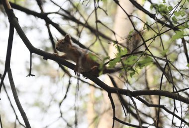 Kirmizi-kahverengi tüylü sincap besleme. Ağaç sincap fındık yemek. Onun gıda ile küçük kemirgen. Hafif Hareket Bulanıklığı.