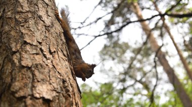 Kirmizi-kahverengi tüylü sincap besleme. Ağaç sincap fındık yemek. Onun gıda ile küçük kemirgen. Hafif Hareket Bulanıklığı.
