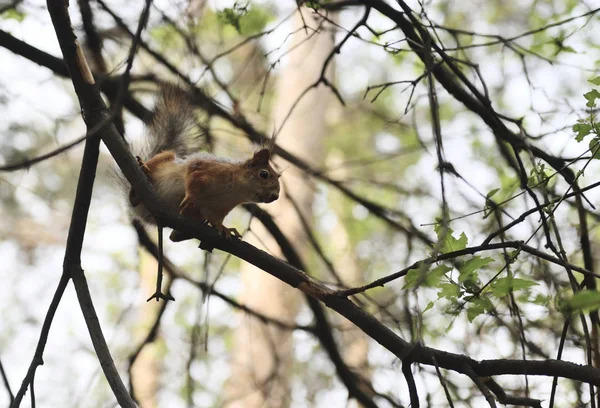 Kirmizi-kahverengi tüylü sincap besleme. Ağaç sincap fındık yemek. Onun gıda ile küçük kemirgen. Hafif Hareket Bulanıklığı.