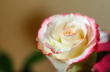 Bulanık arkaplanda kırmızı çiçek