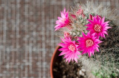                      Kaktüs kırmızı küçük çiçeklerle açar.