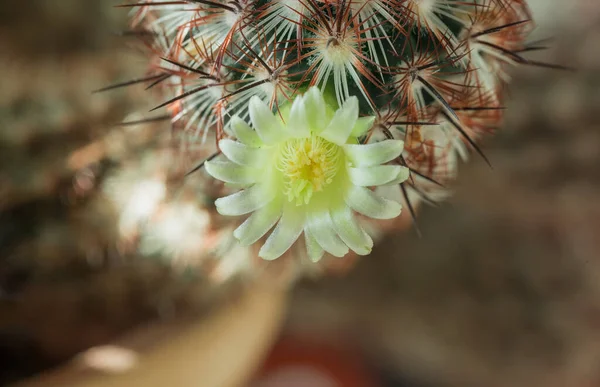 Blühender Kaktus Mit Einer Schönen Gelben Blume — Stockfoto