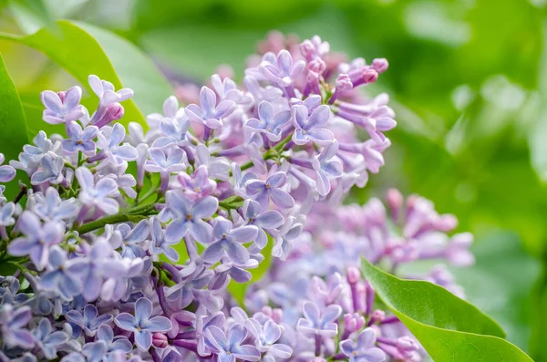 Lilac Flowering Branch Early Spring — Stock Photo, Image