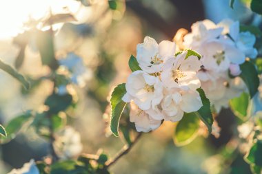 Kiraz çiçek şube yakın fotoğrafı