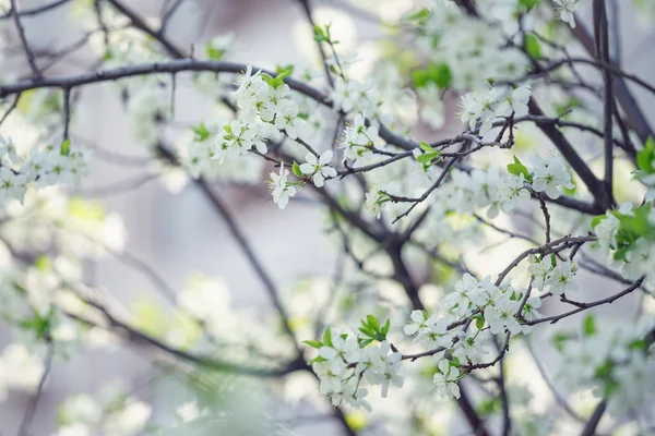 Branch With White Cherry Bloom Photo