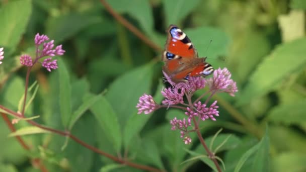Mariposa marrón se sienta en una flor de lavanda — Vídeos de Stock