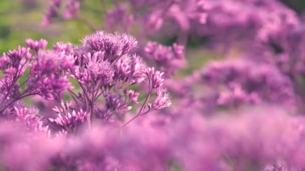 Paarse bloemen zwaaien langzaam in de middag, de bijen vliegen rond — Stockvideo