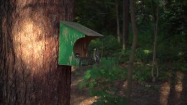 Woods, akşam ışığı, ağır çekim güzel bir atış besleyiciye uyuşuk kuş uçuyor