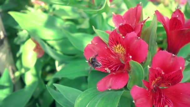 红色的花朵，大黄蜂盐分的失效的一天。美丽的红色花朵和大黄蜂 — 图库视频影像