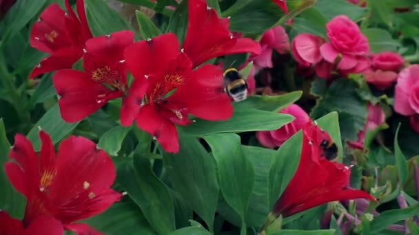 Flores rojas, abejorro Día de caducidad de la realidad. Hermosas flores rojas y abejorros — Vídeo de stock