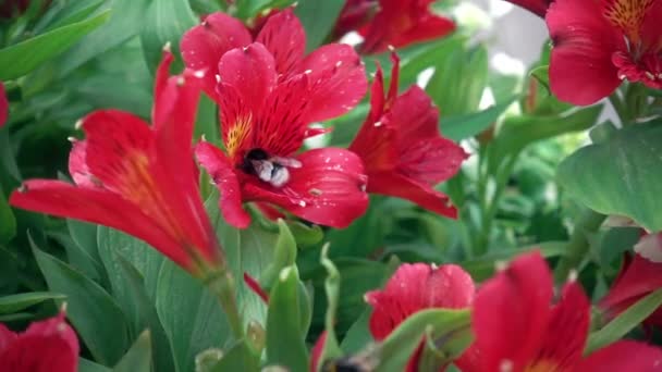 Czerwone kwiecie, trzmiel Sality lapse dzień. Piękne czerwone kwiaty i trzmiel — Wideo stockowe