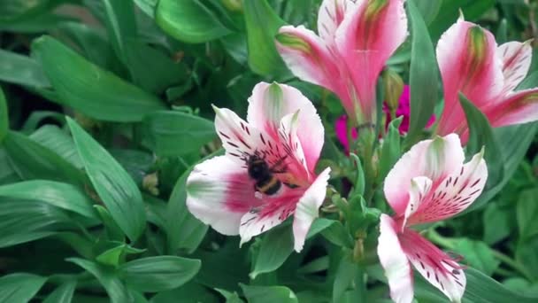 핑크 꽃, 꿀벌 Sality 경과 하루입니다. 아름 다운 핑크색 꽃과 꿀벌 슬로우 모션 — 비디오