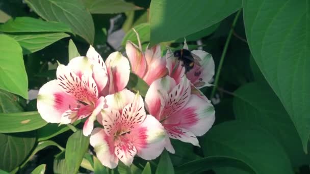 핑크 꽃, 꿀벌 Sality 경과 하루입니다. 아름 다운 핑크색 꽃과 꿀벌 슬로우 모션 — 비디오