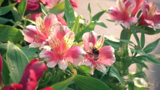 Roze bloemen, hommel zever vervallen dag. Prachtige roze bloemen en hommel Slowmotion — Stockvideo