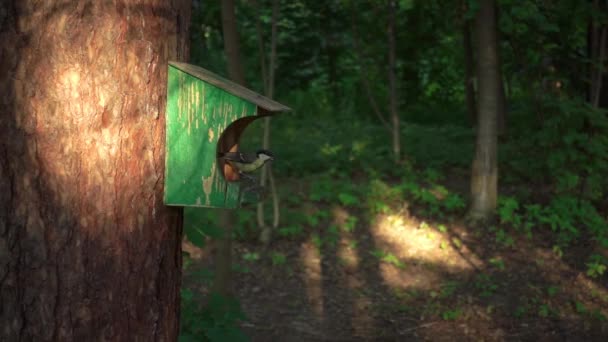 Медленная птица летит к кормушке в лесу, вечерний свет, красивый кадр замедленного движения — стоковое видео