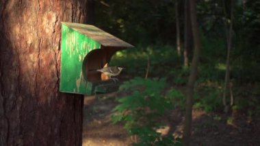 Woods, akşam ışığı, ağır çekim güzel bir atış besleyiciye uyuşuk kuş uçuyor