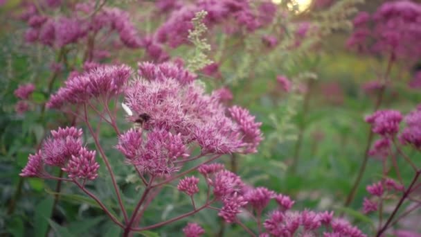 Μοβ λουλούδια σιγά-σιγά κυριαρχεί το απόγευμα, η μέλισσα μύγες γύρω και κάθισε — Αρχείο Βίντεο