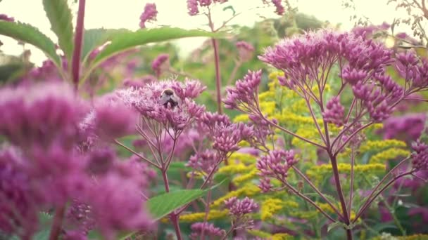 Paarse bloemen langzaam zwaaien in de middag, de bijen vliegen rond en ging zitten — Stockvideo