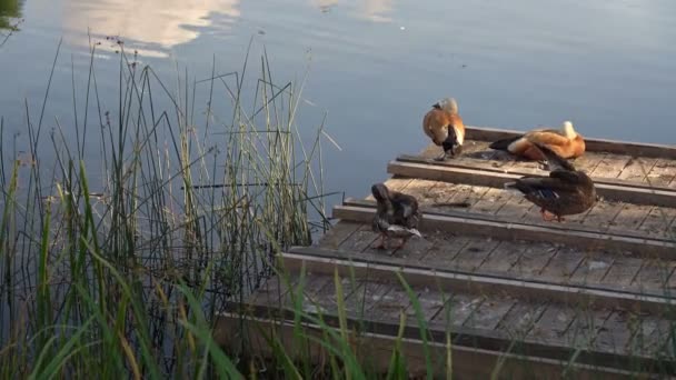 Две пары уток, очищающих перья на пирсе у деревянного озера — стоковое видео