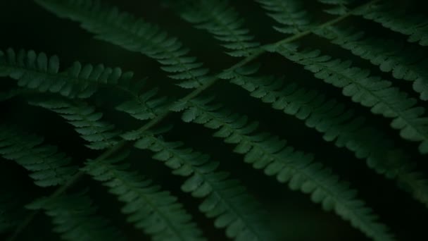 Helecho planta verde cámara lenta, disparo oscuro, un color verde rico profundo — Vídeos de Stock
